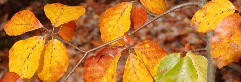 Więcej o: Bliskie spotkania z przyrodą – Najpiękniejsze drzewo jesieni