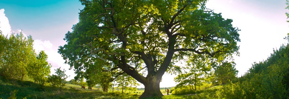 Więcej o: Dąb Słowianin w  Konkursie Europejskie Drzewo Roku 2015